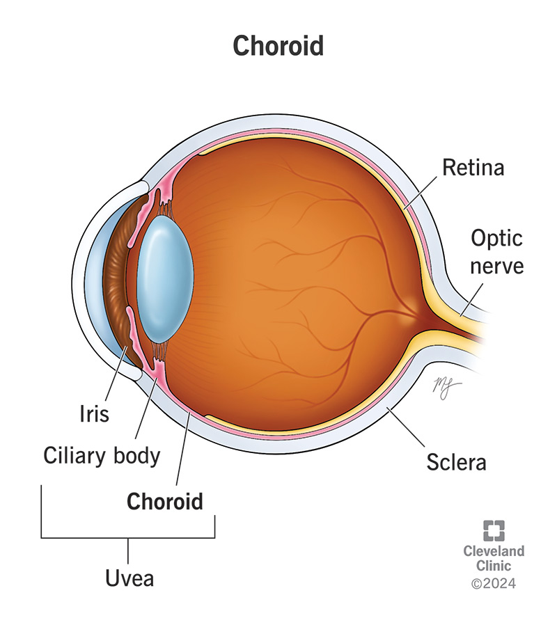 The choroid is the rearmost part of the uvea, the middle layer of your eye’s outer wall.