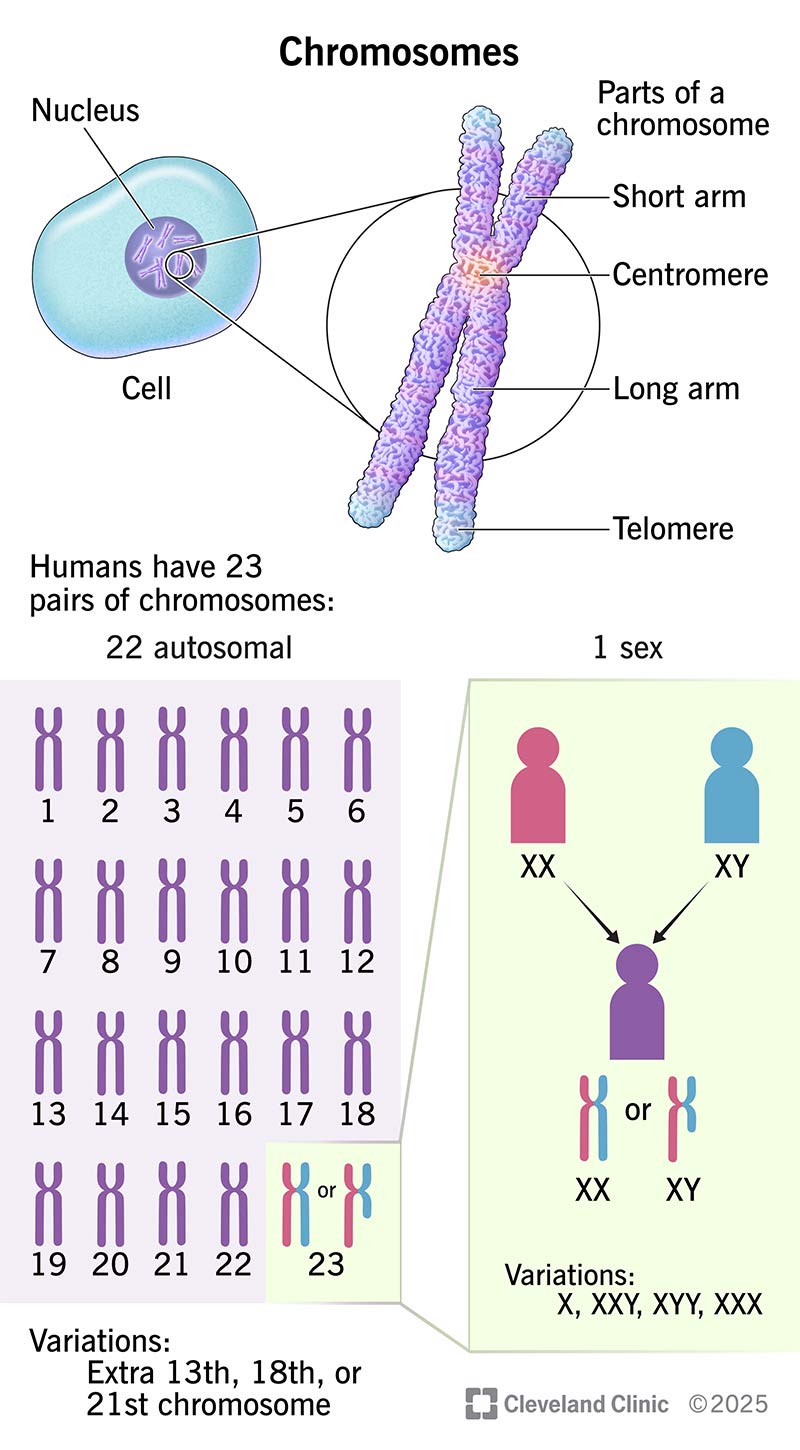 Y Chromosome Structure Are Male Y Chromosomes Shorter Than X