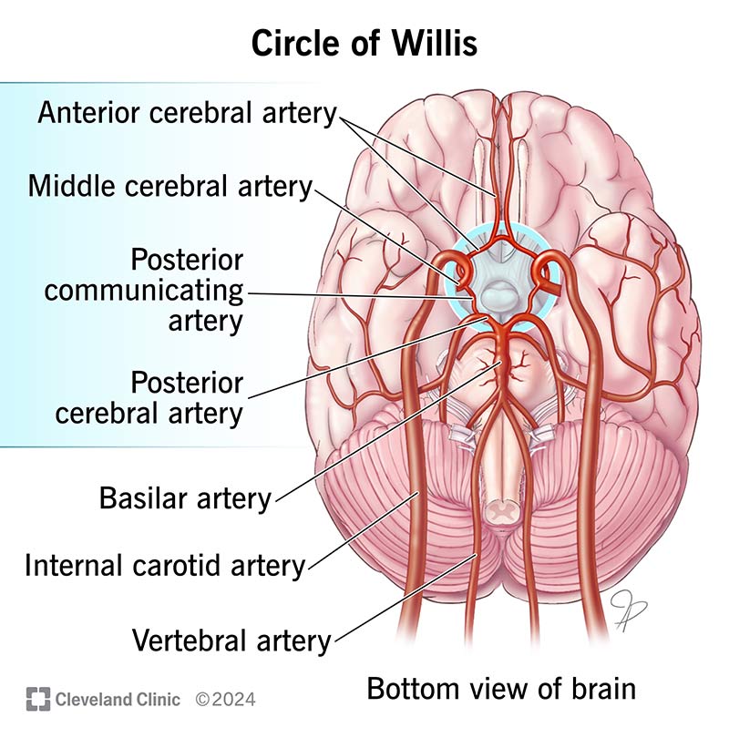 The circle of Willis arteries and arteries that connect to it, as seen from the bottom of the brain