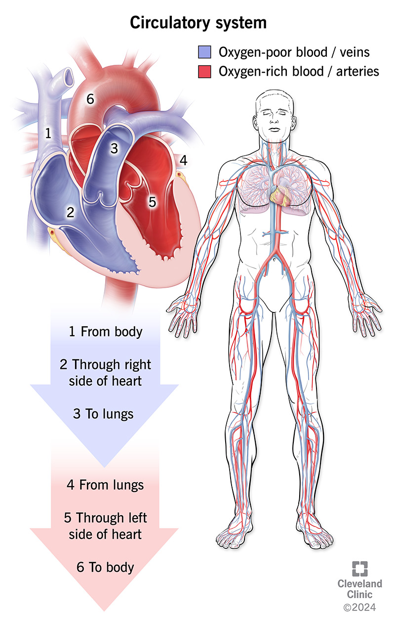 The circulatory system delivers blood and oxygen to your whole through your heart and blood vessel