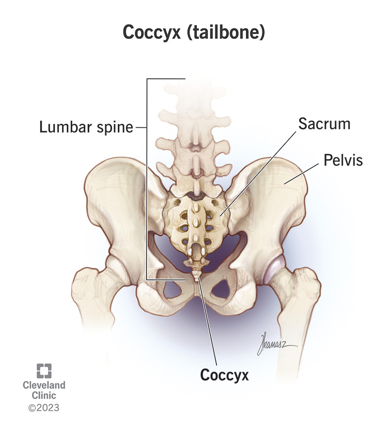 The coccyx (tailbone) is the last bone at the base of your spine.