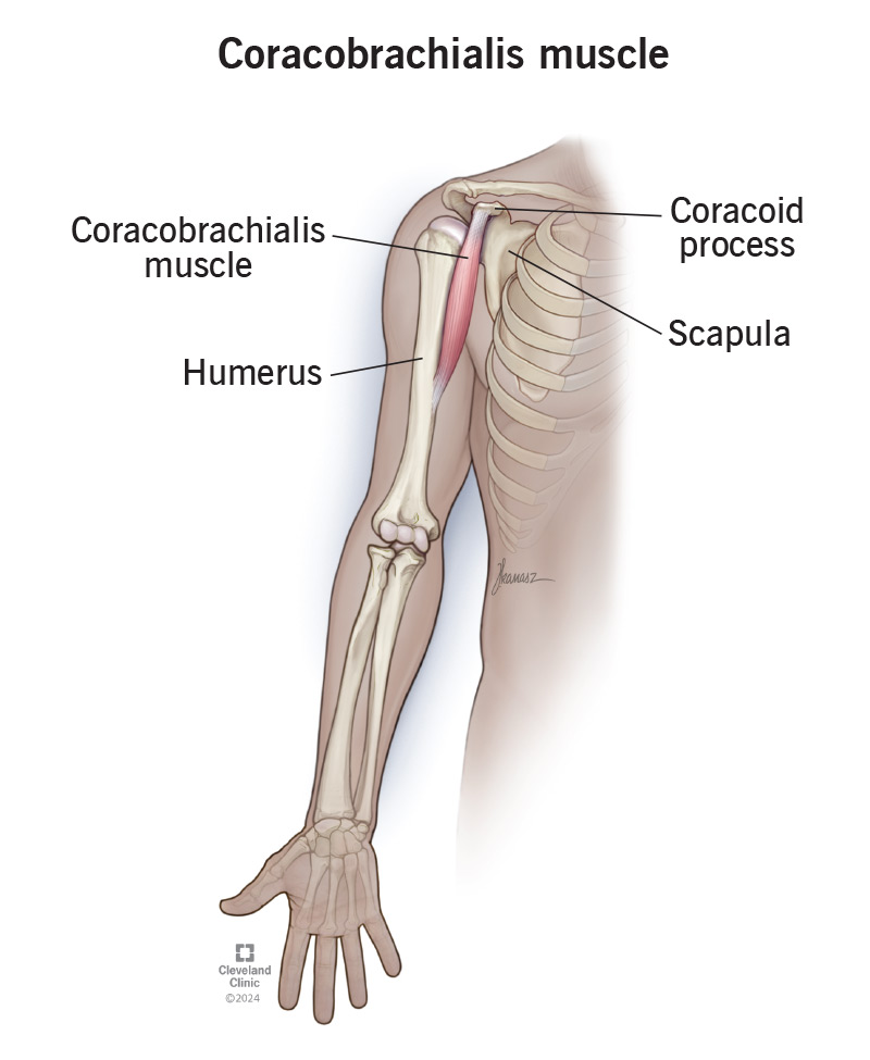 Your coracobrachialis is a small, hidden muscle at the front of your upper arm, close to your armpit