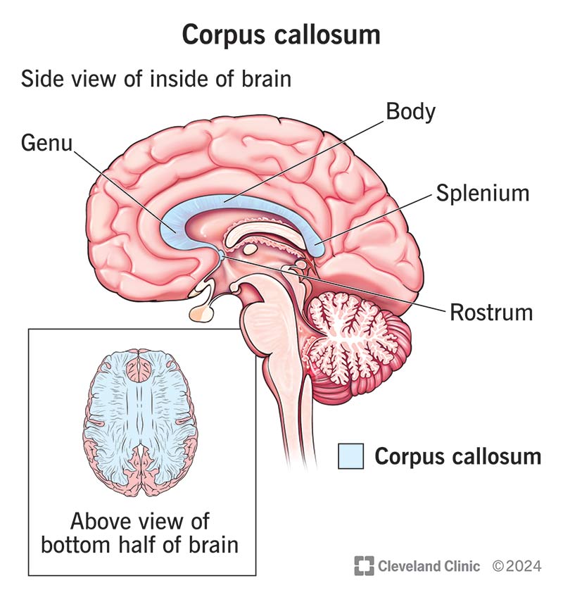 The corpus callosum and its structure within a human brain