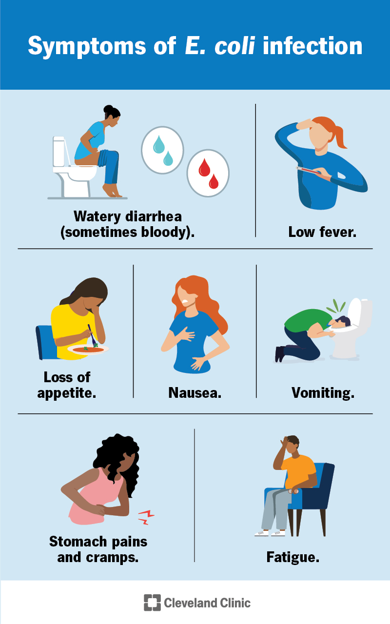 E. coli: Infection, Causes, Symptoms & Treatment