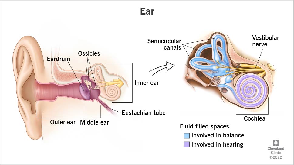 Anatomy of the outer, middle and inner ear.