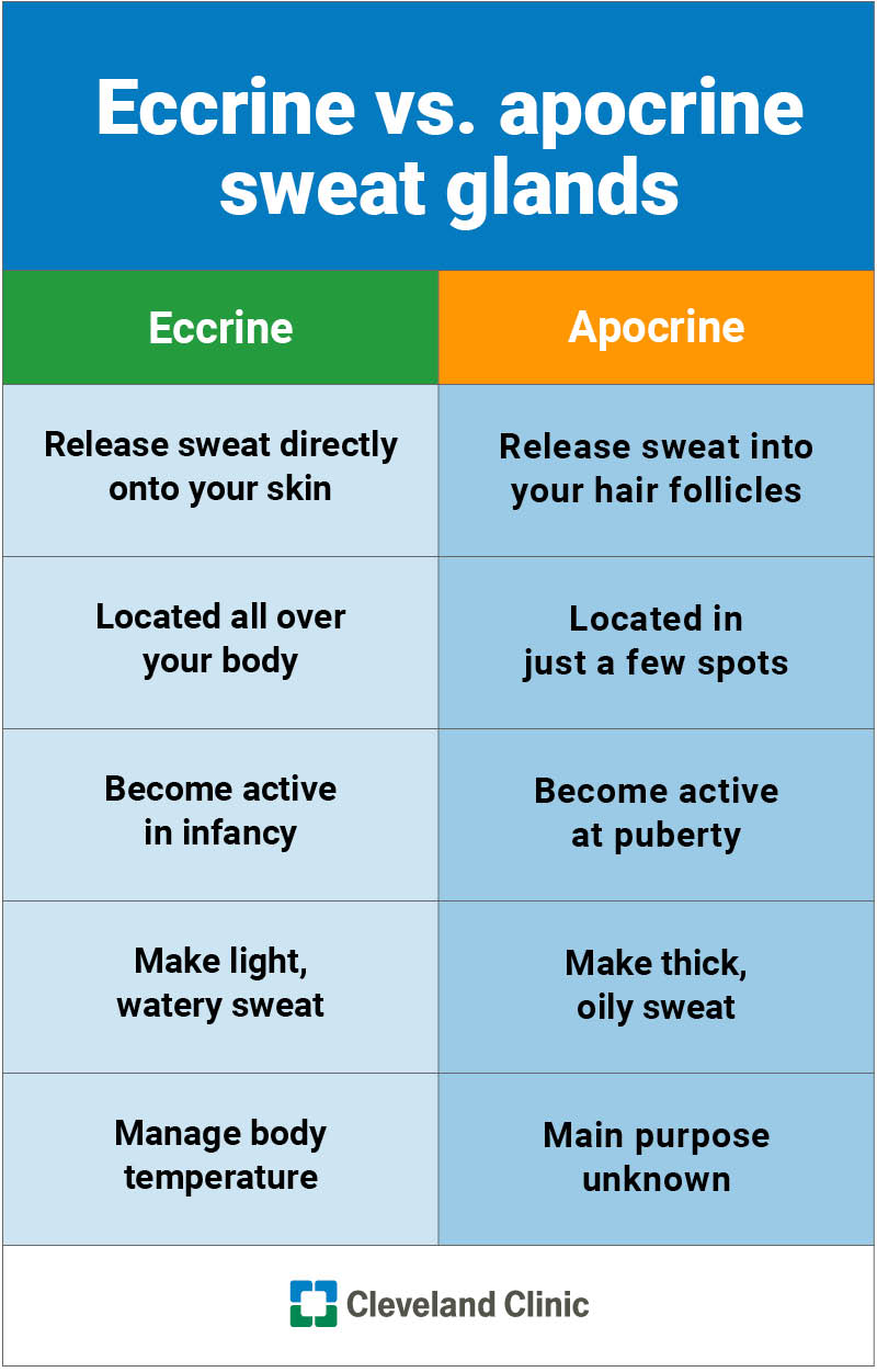 Eccrine sweat glands vs. apocrine sweat glands