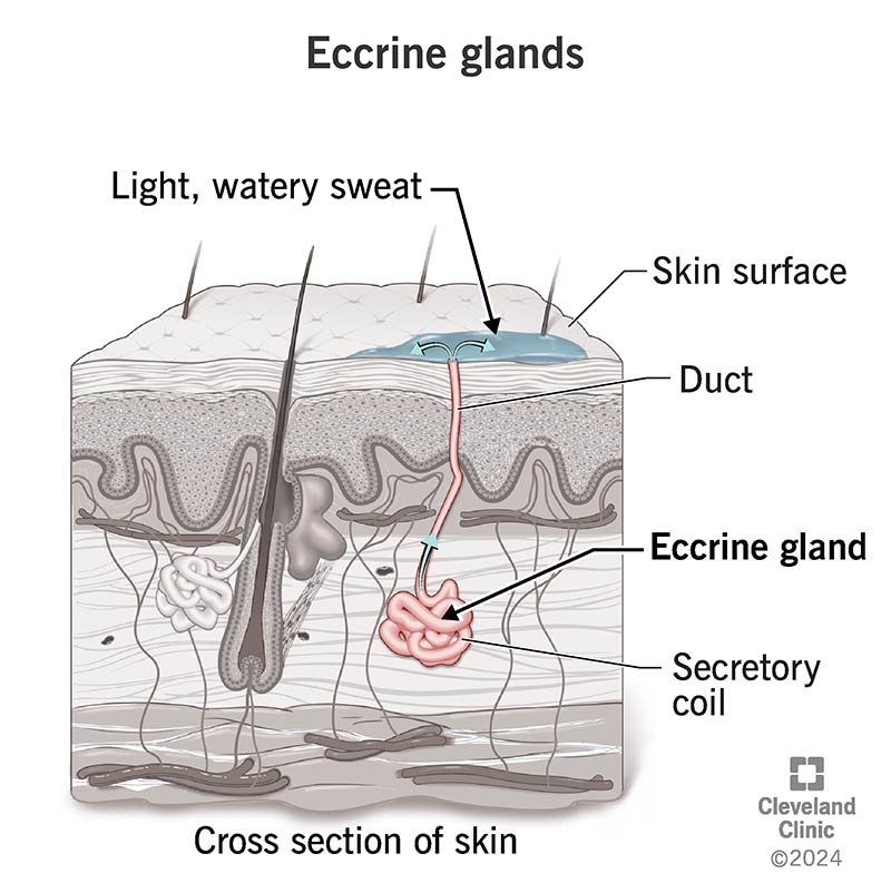 Anatomy of an eccrine gland, with duct and secretory coil