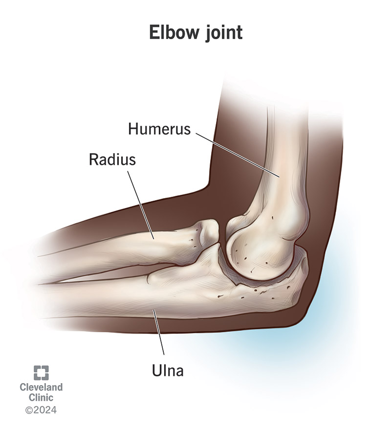 The elbow joint connects your upper arm to your lower arm.