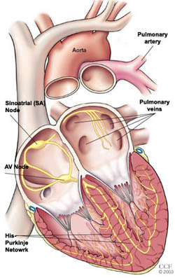 Electrical System of the Heart | Cleveland Clinic