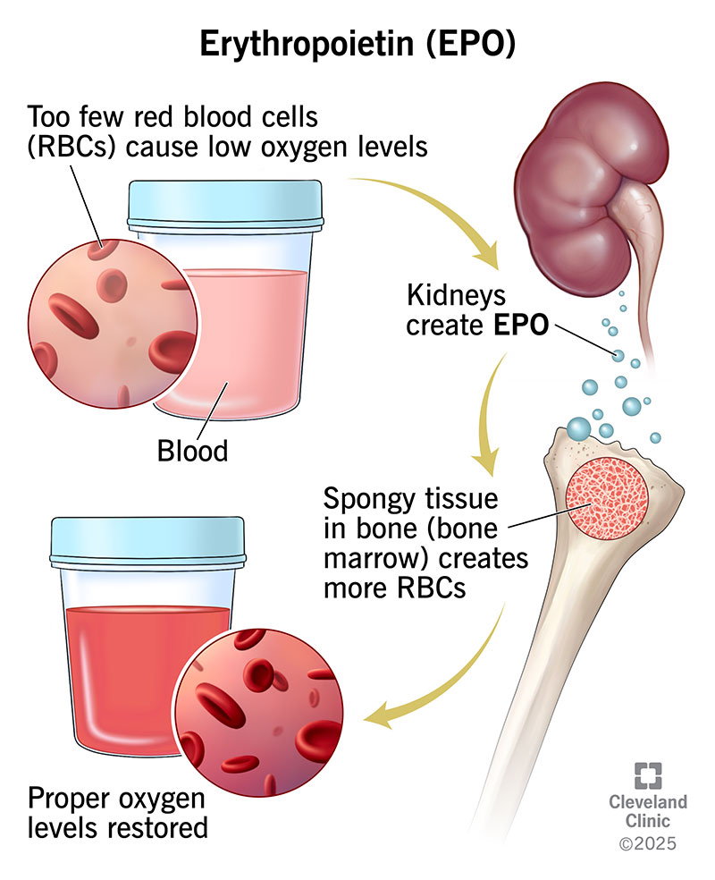 Your kidneys make erythropoietin (EPO). EPO tells your bone marrow to create red blood cells and restore blood oxygen levels
