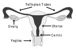 Female reproductive organs