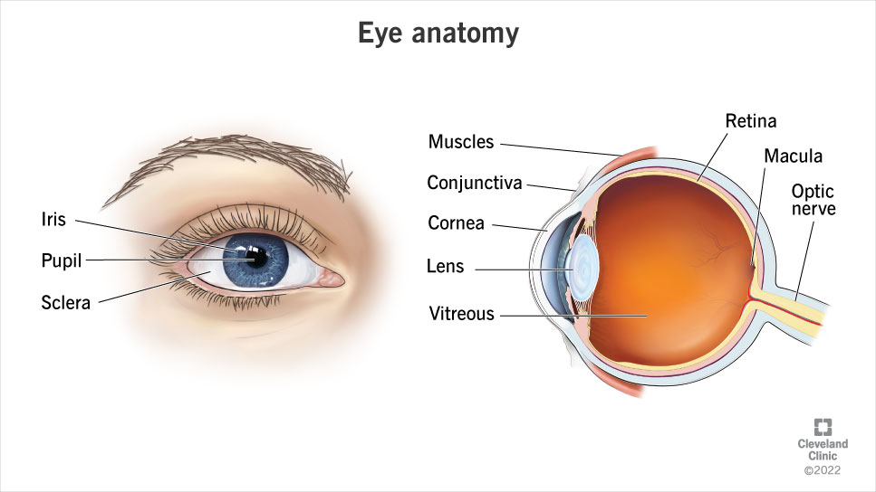 The labeled anatomy of an eye.