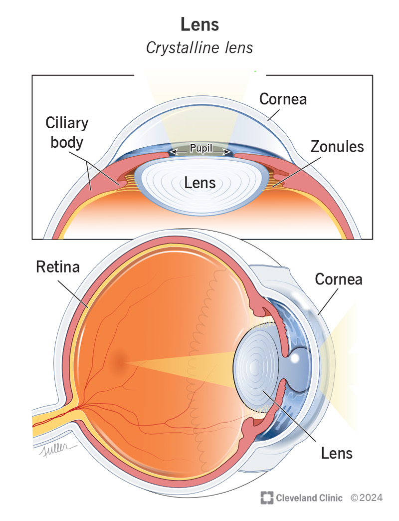 The eye lens is a flexible clear membrane that sits between the pupil and retina.