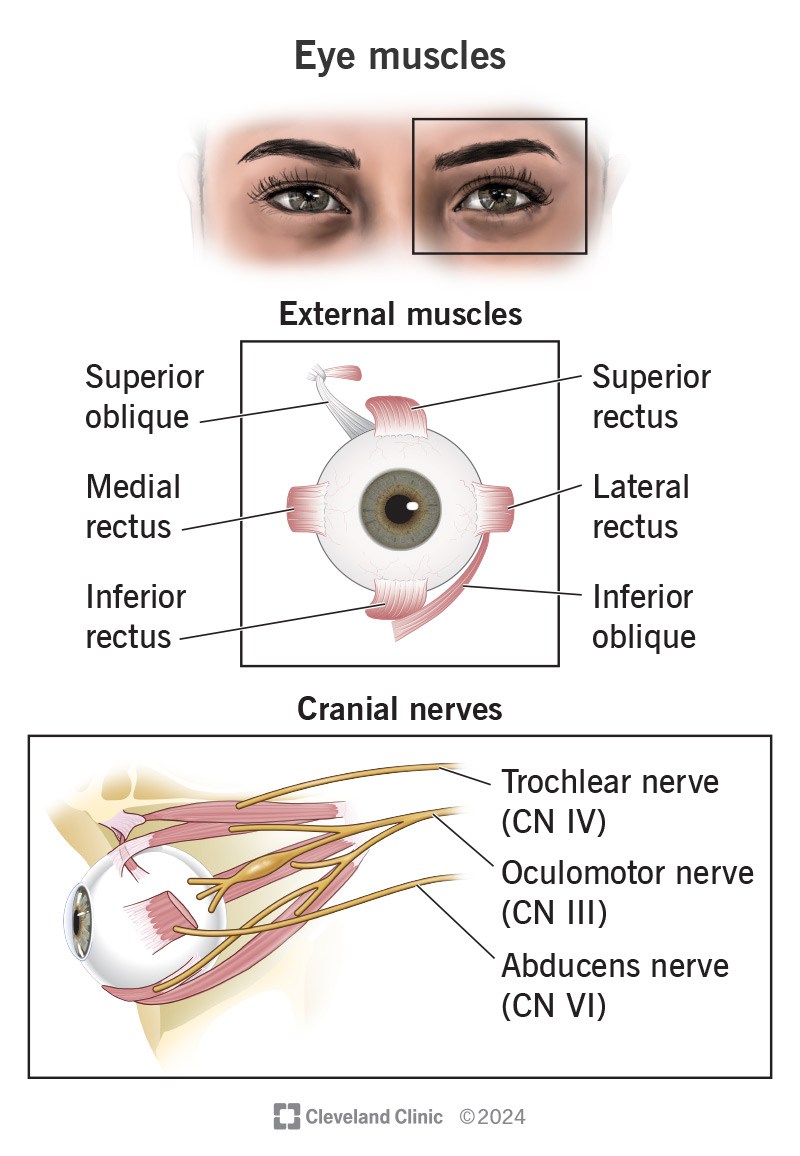 Moving your eyes relies on six muscles for movement, and there are three nerves that link those muscles to your brain.