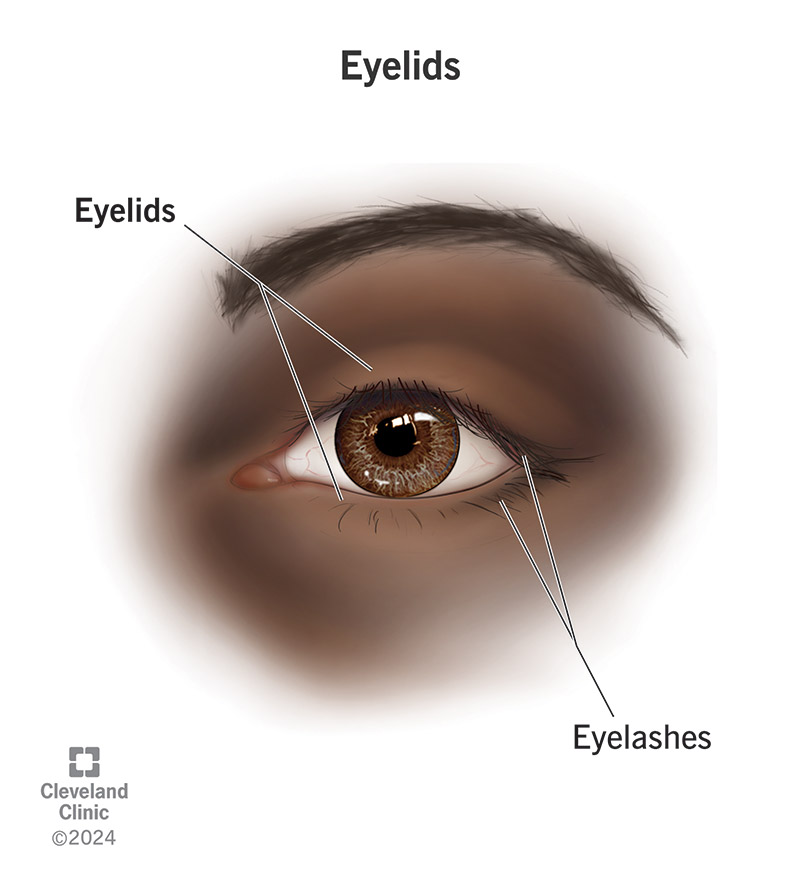 Your eyelids, and the fine eyelash hairs on them, protect your eyes from light, dust, particles and other hazards.