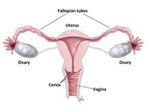 女性の生殖器官