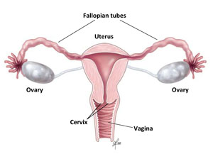 ladies menstrual cycle