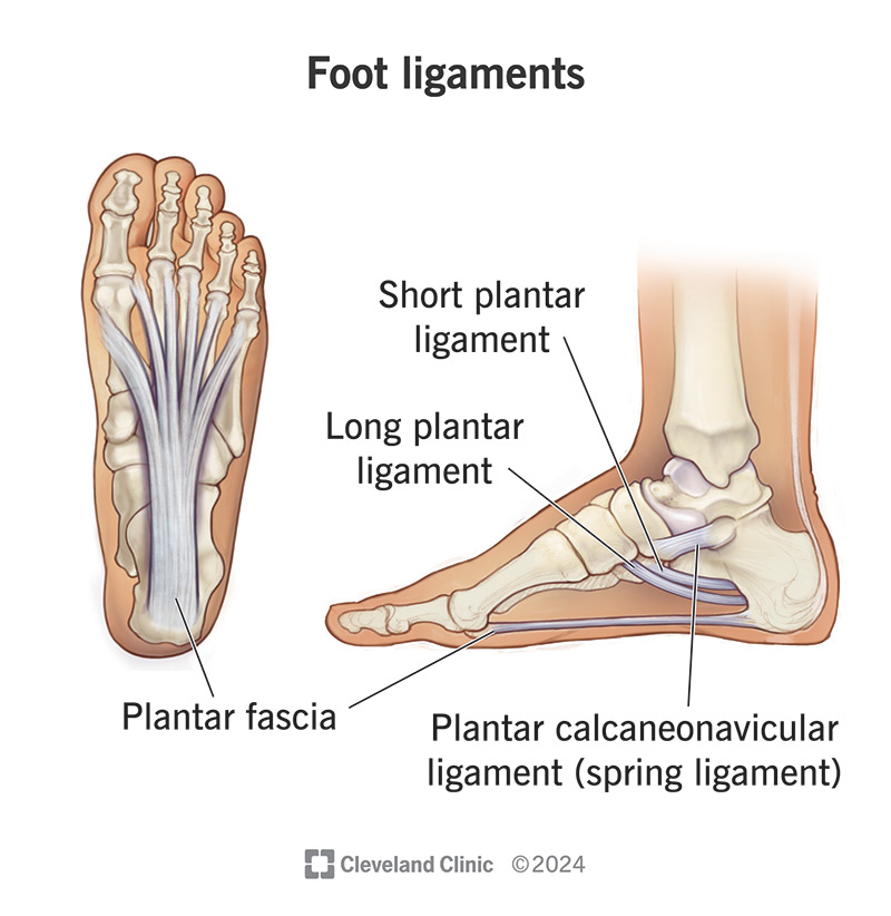 A few of your foot ligaments