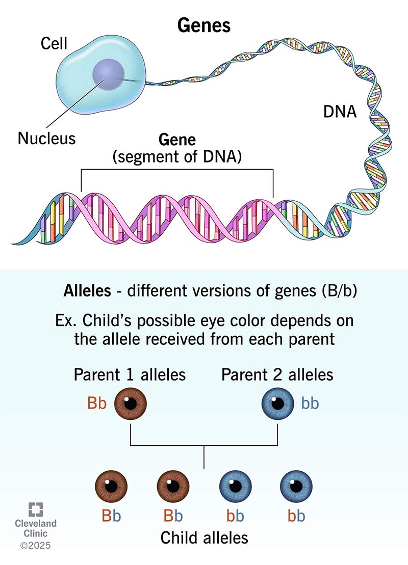 What Is A Gene 