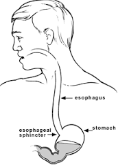 esophagus anatomy