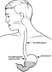 กายวิภาคของหลอดอาหาร