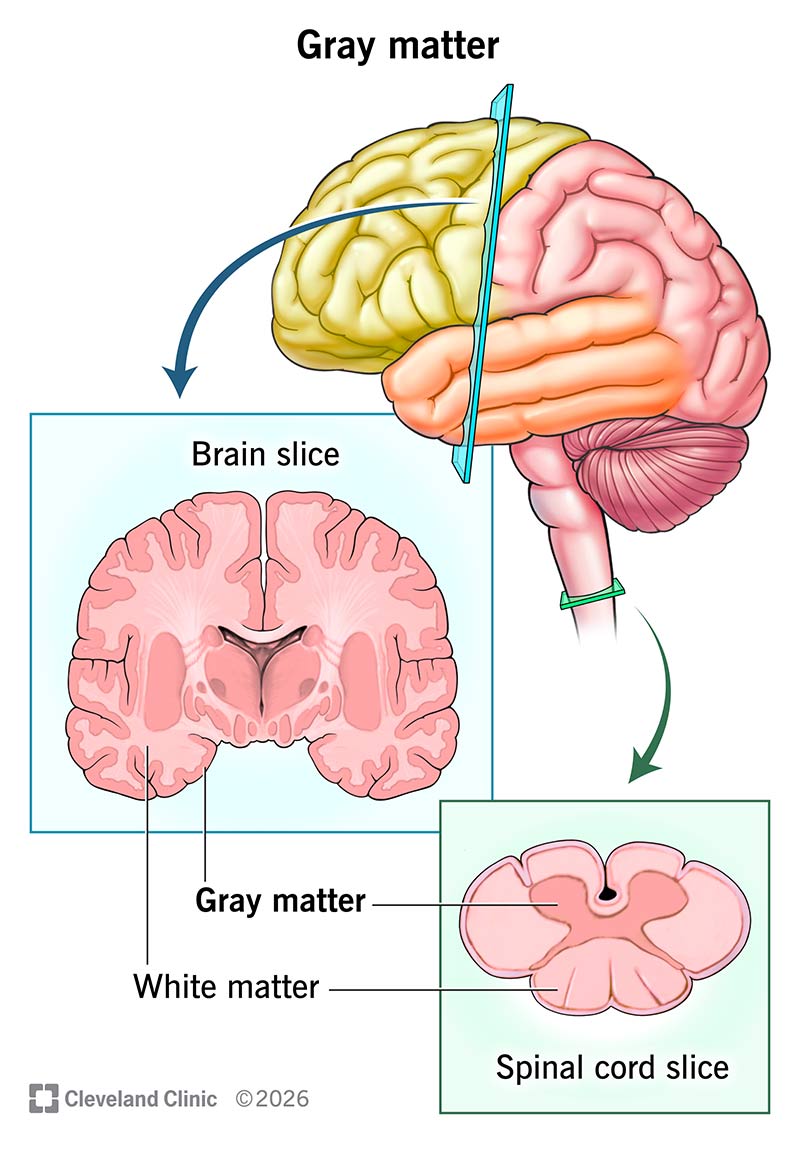 Brain and spinal cord slices with gray matter on the brain’s surface and inside the spinal cord