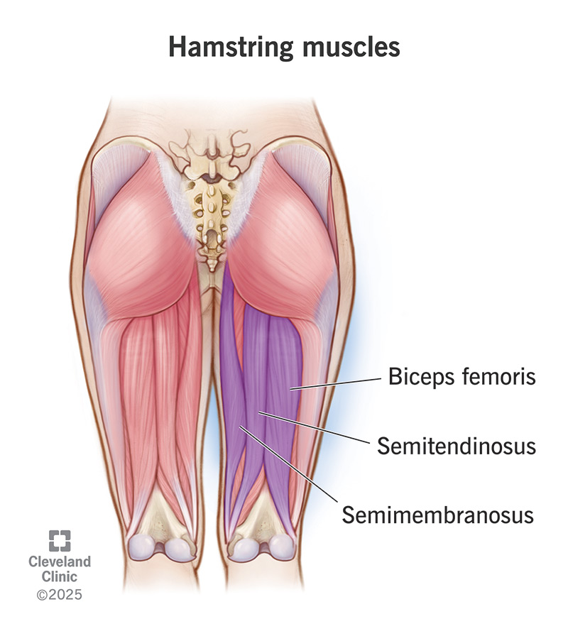 Hamstring Tendon Anatomy 12 Symptoms Linked To Right Sided Shoulder