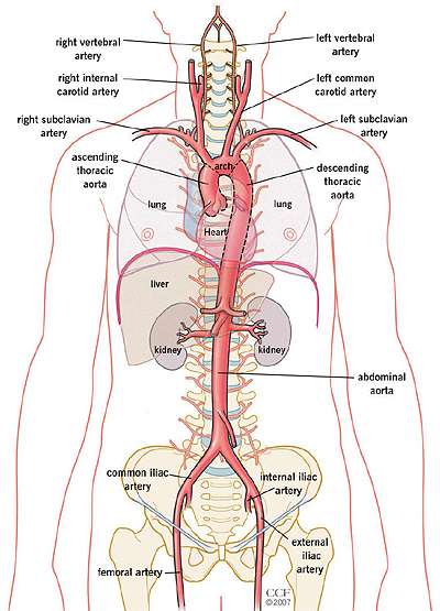 Heart & Blood Vessels: Your Aorta Aorta In The Body | Cleveland Clinic