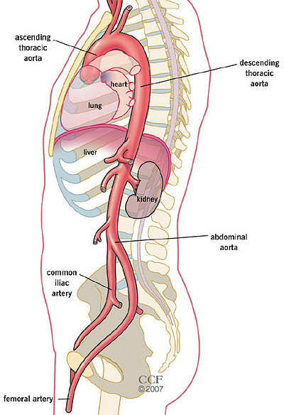 Aorta Artery Location
