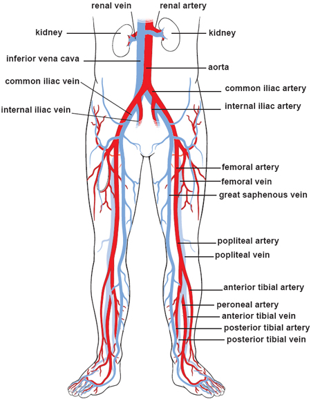 Flow Chart Of Blood Circulation In Human Body