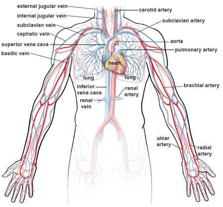 Illustrations of the Blood Vessels