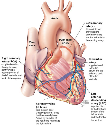 Coronary Arteries How It Works Images
