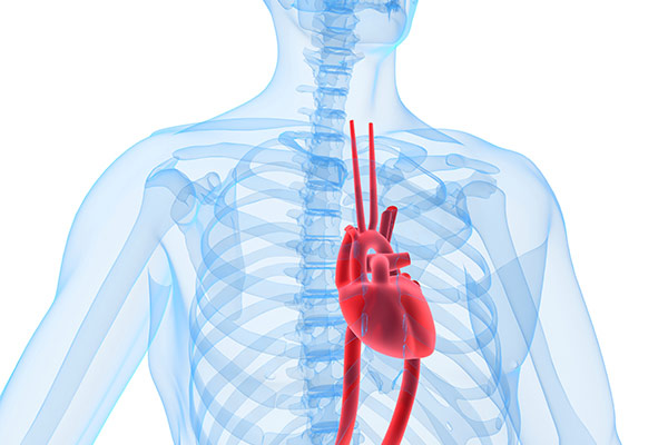 Where in the chest is the human heart located?