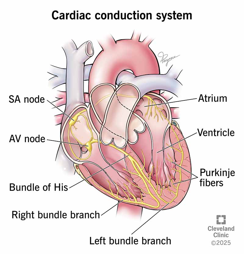 Your cardiac conduction system runs through your heart and tells its parts when to beat