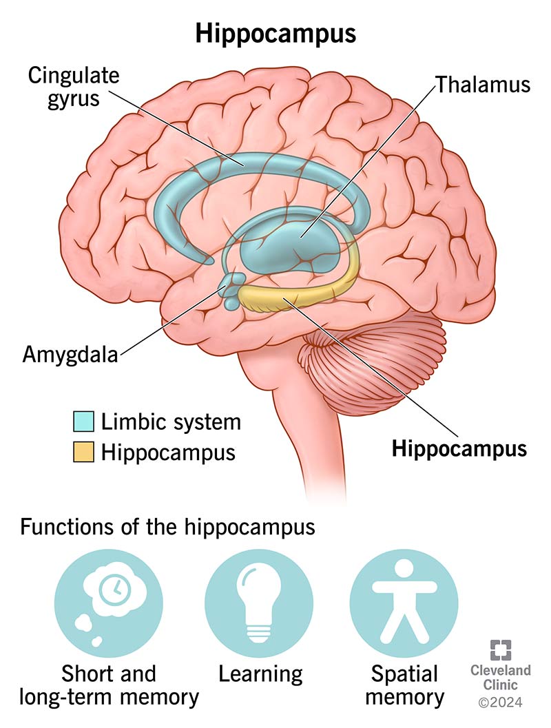 The hippocampus in the limbic system within a brain