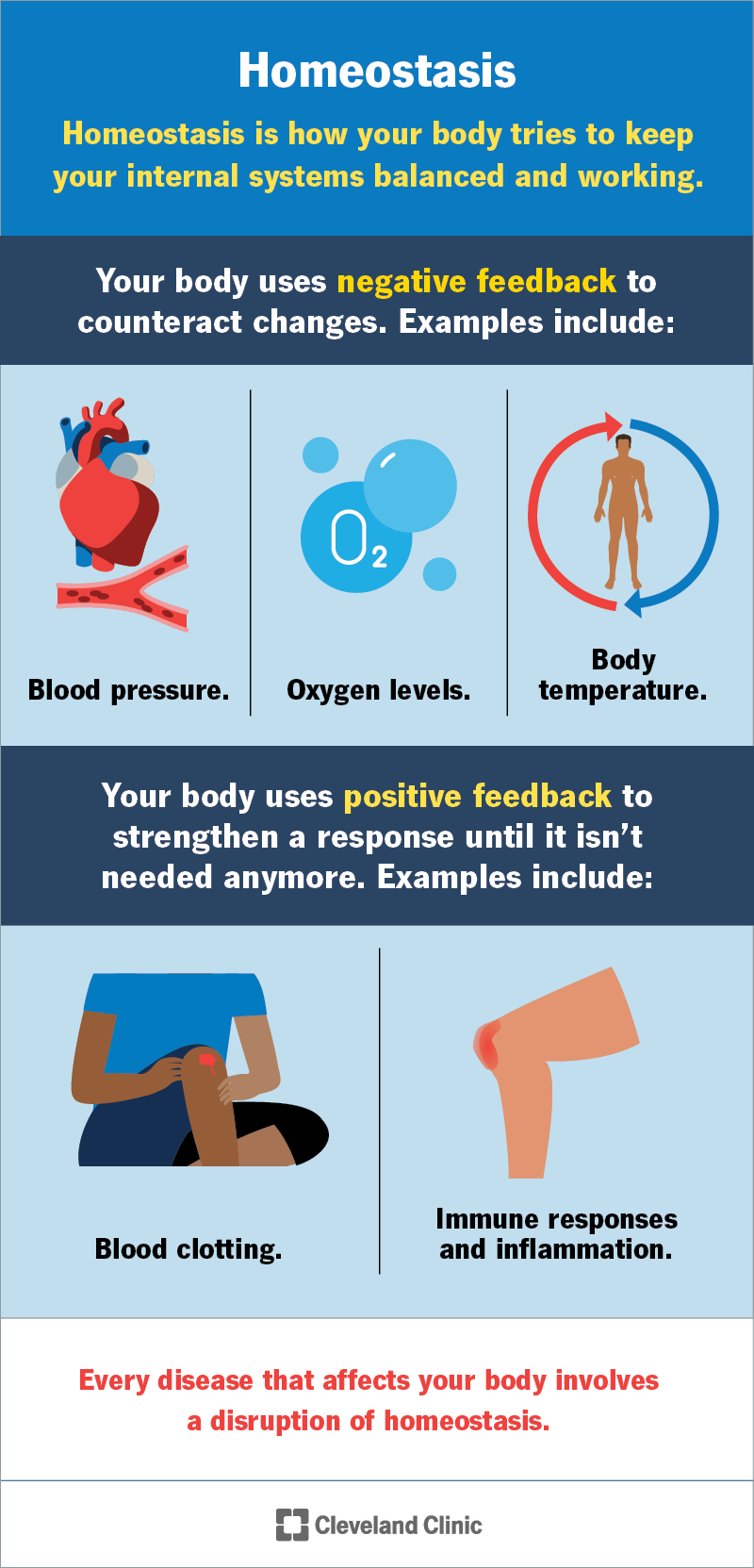 Your body uses homeostasis to adapt to changes and keep your body’s internal conditions as close to ideal as possible