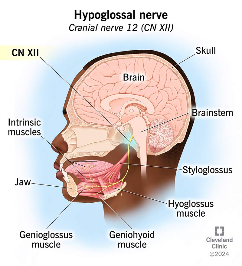 The hypoglossal nerve, starts at the base of the brain, runs down the neck, ends at the base and underside of the tongue