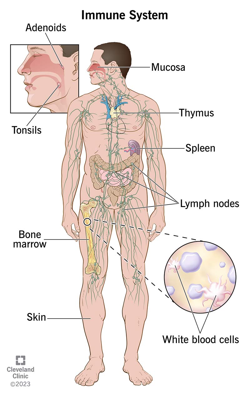 Illustration showing different parts of your immune system and where they're located in your body.