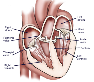 dentro del corazon