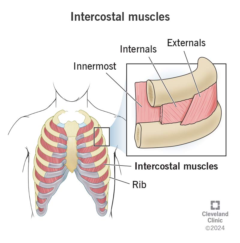 Intercostal Muscle Function Anatomy Intercostal Muscle Function Anatomy