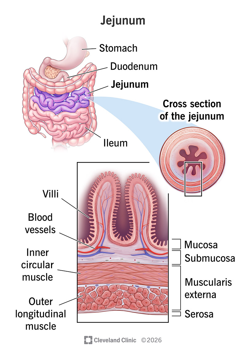 Anatomy of the jejunum, the middle section of the small intestine