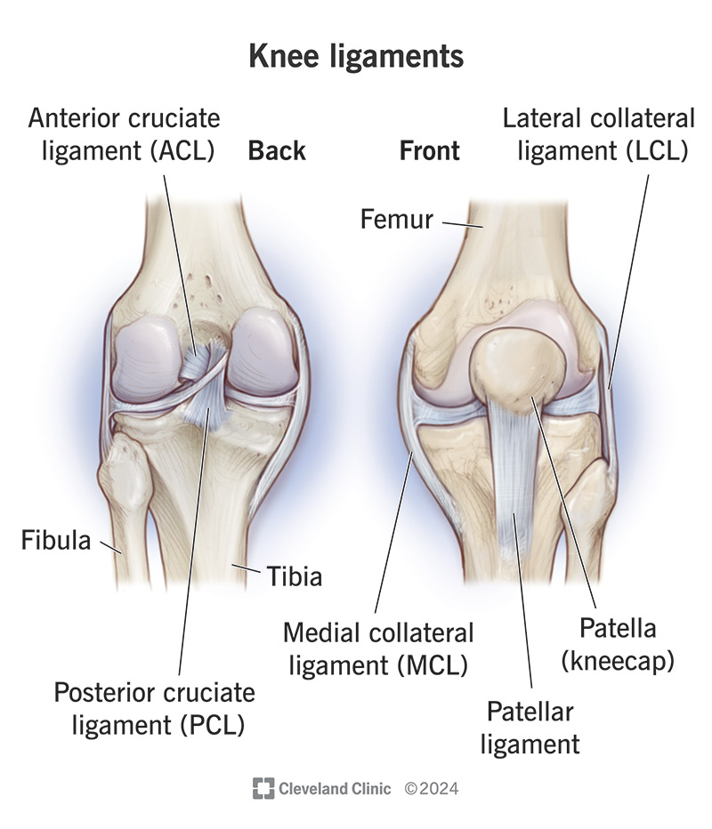 Illustration of ligaments of your knee