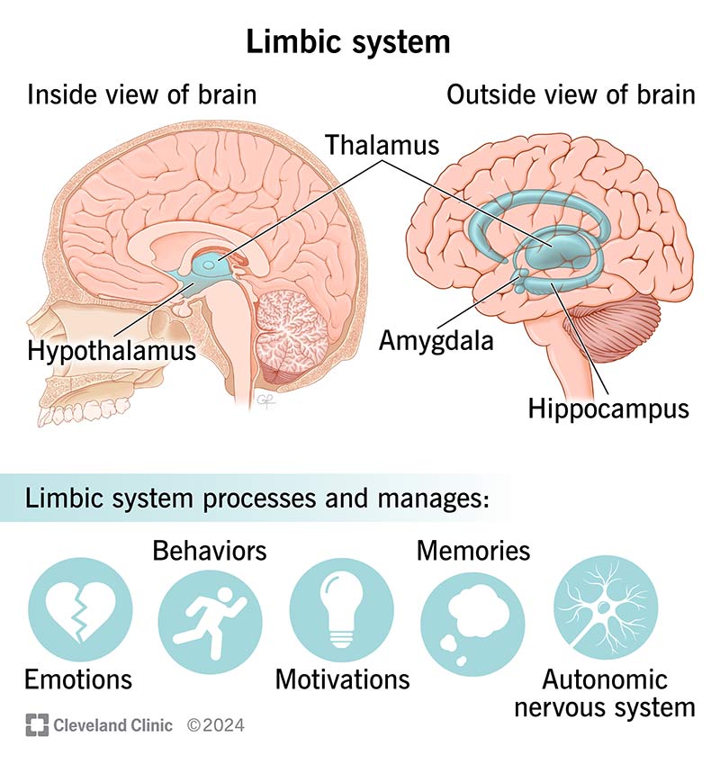 The four structures of the limbic system in your brain and what they manage