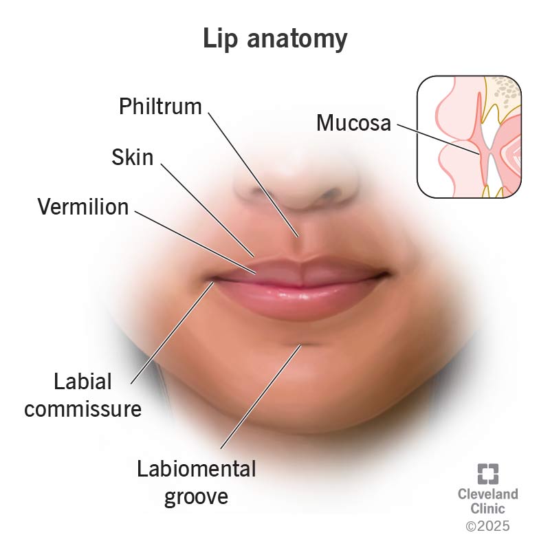Anatomy of lips, with philtrum, vermilion, labial commissure and labiomental groove