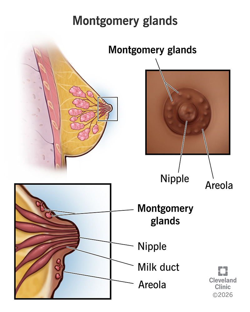 Montgomery glands are located in your areolas, the circles of darker skin around your nipples