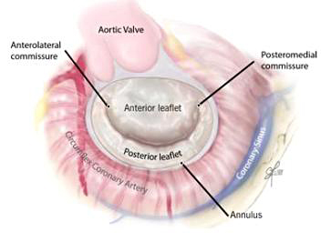 Your Mitral Valve