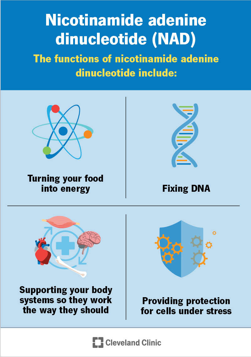 The functions of nicotinamide adenine dinucleotide (NAD) include turning your food into energy and fixing DNA