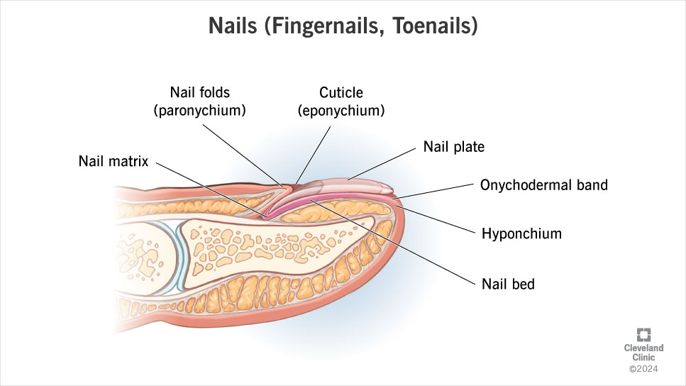 Parts of your nail include the nail matrix, nail bed, cuticle, hyponychium and a hard surface called the nail plate