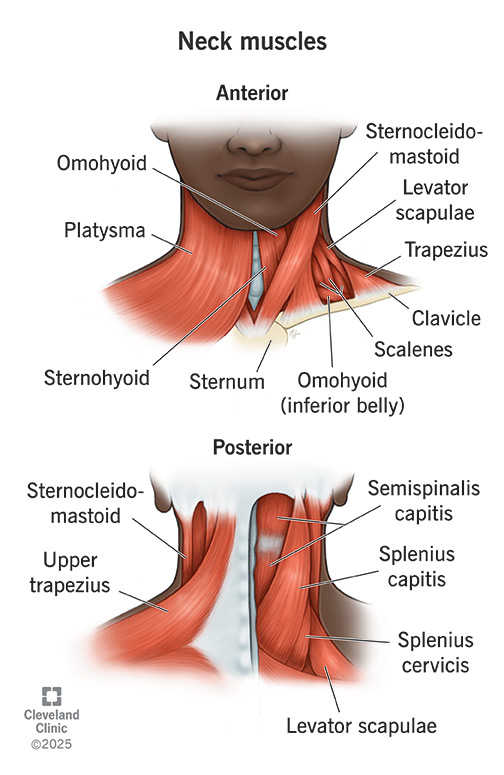 Illustration of various muscles in the anterior (front) and posterior (back) of your neck