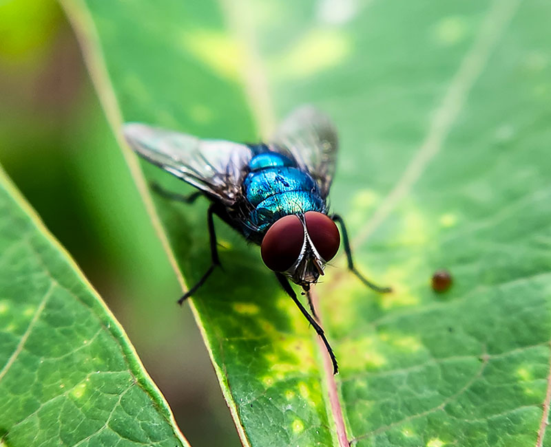 A New World screwworm fly, with red eyes and a shiny metallic green body